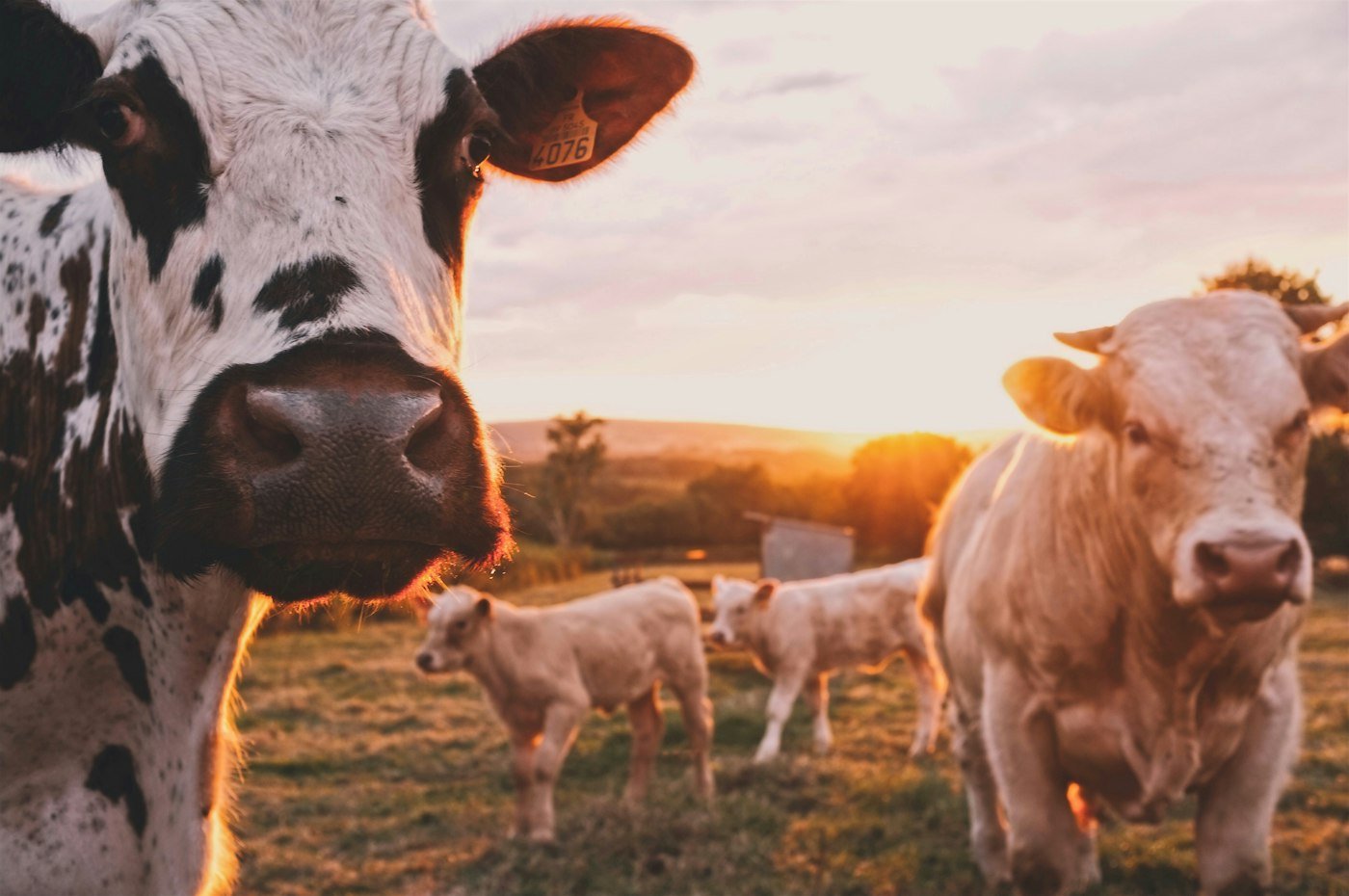 Agriculture industry setting