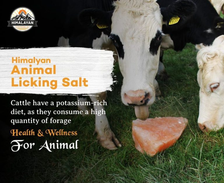 salt lick for cows