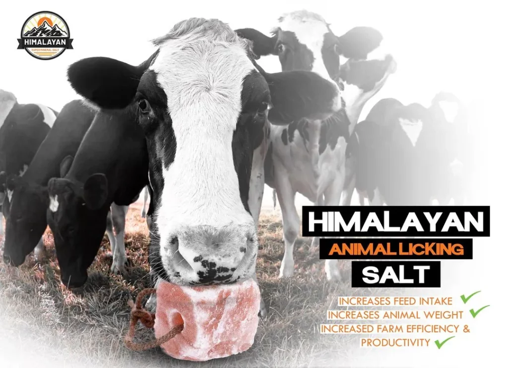 Cow Licking Salt Block