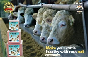 Read more about the article Salt Block For Cows