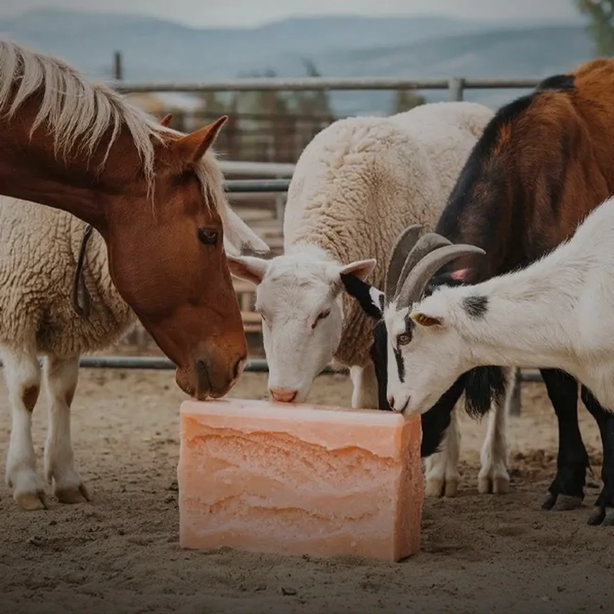 Agriculture animal licking salt